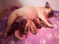 CHIOT BRINGE
