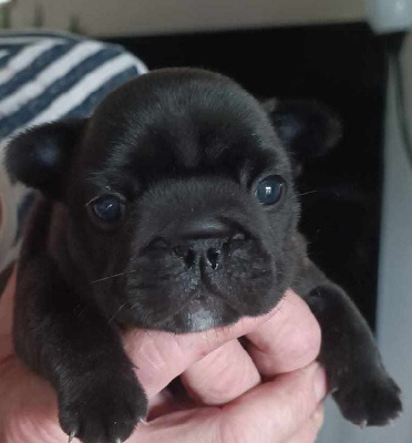 CHIOT 2