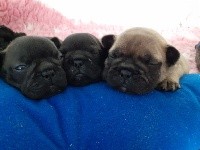 CHIOT FAUVE
