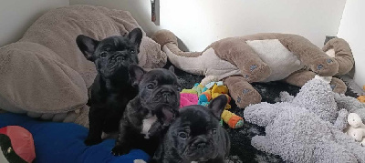 CHIOT 3