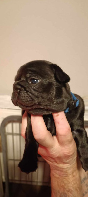 CHIOT 1